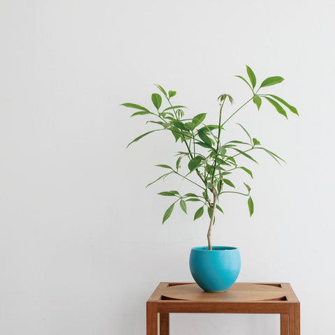 W109  Mini Forest: Plant Side Table