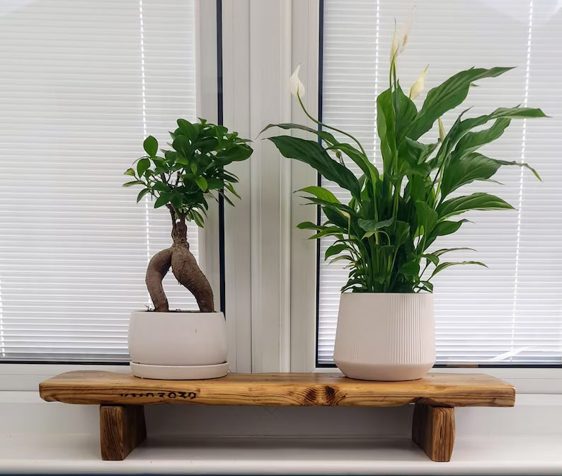 Bareeze live edge wood shelf riser, full view