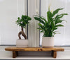 Bareeze live edge wood shelf riser, full view