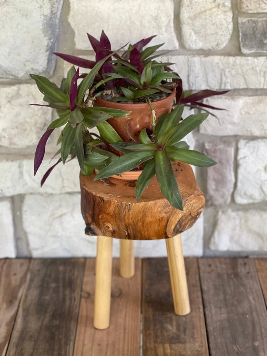 Hood live edge wood plant stand, full view