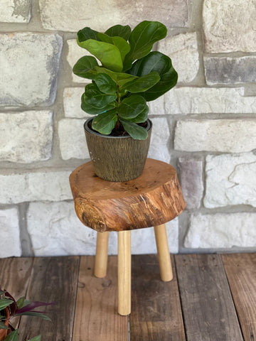 Live edge plant stand, angled view