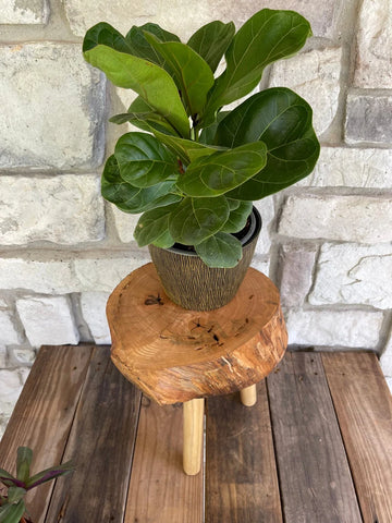 Live edge tripod plant stand styled with plant