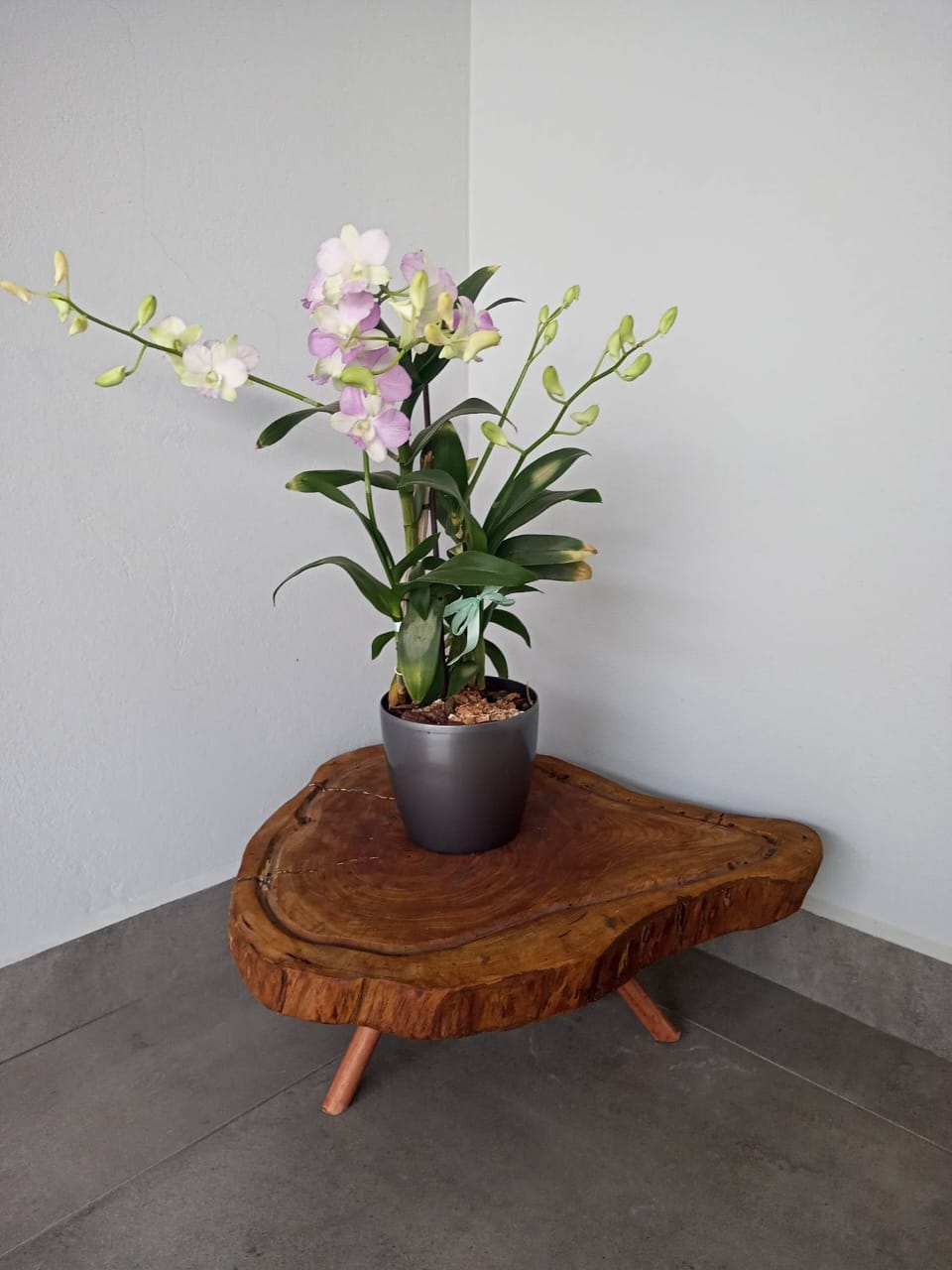 Tripod live edge sheesham wood plant stand