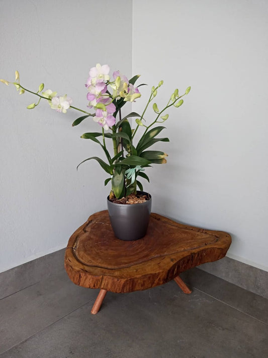 Tripod live edge sheesham wood plant stand